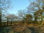 Coombe Woods - towards the valley