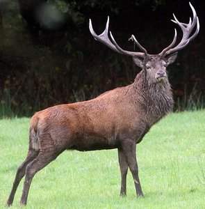 Emperor_of_Exmoor_(red_stag)